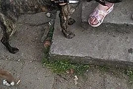 Gaja - 1 roczna suczka do adopcji,  mazowieckie Si