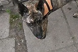 Gaja - 1 roczna suczka do adopcji,  mazowieckie Si