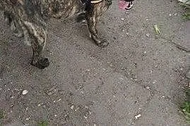 Gaja - 1 roczna suczka do adopcji,  mazowieckie Si