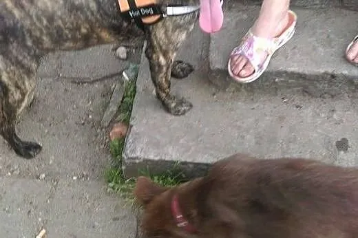 Gaja - 1 roczna suczka do adopcji,  mazowieckie Si