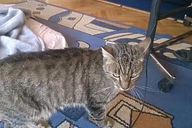 Kot 5 lat  okolice,  śląskie Sosnowiec