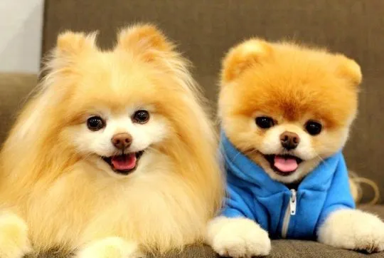 Piękne psy i suki rasy szpic pomeranian / Szpic boo boo., , Warszawka