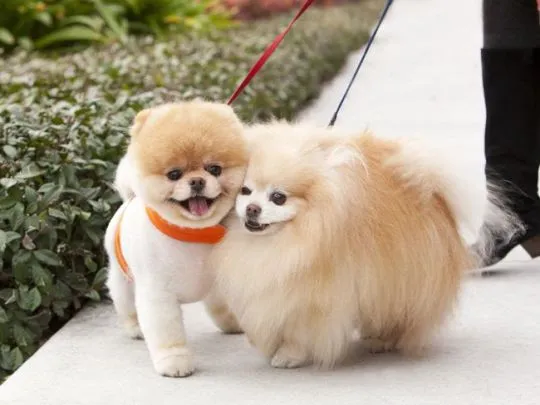 Piękne psy i suki rasy szpic pomeranian / Szpic boo boo., , Warszawka