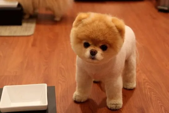 Piękne psy i suki rasy szpic pomeranian / Szpic boo boo.