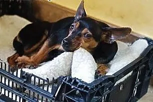 Akacja- mikrosunia do adopcji,  mazowieckie Warszawa