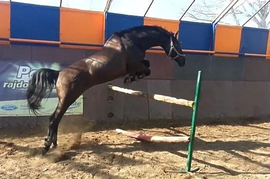 Bardzo ładna klacz do sportu