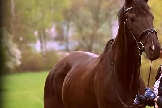 Bardzo ładna klacz do sportu