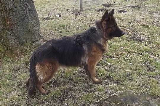 Owczarek niemiecki dlugowlosy