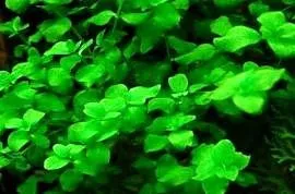 Bacopa australis - roślina akwariowa