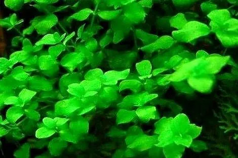 Bacopa australis - roślina akwariowa