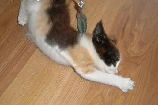 Malwinka do adopcji!!,  łódzkie Łódź