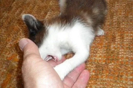 Malwinka do adopcji!!,  łódzkie Łódź