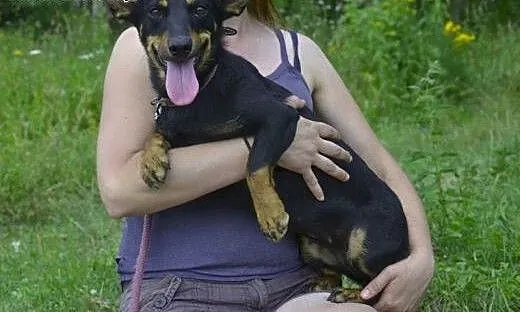 ŻABCIA do adopcji - 3/4 latka, nieduża, wesoła, to