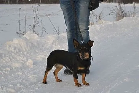 ŻABCIA do adopcji - 3/4 latka, nieduża, wesoła, to