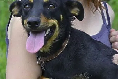 ŻABCIA do adopcji - 3/4 latka, nieduża, wesoła, to