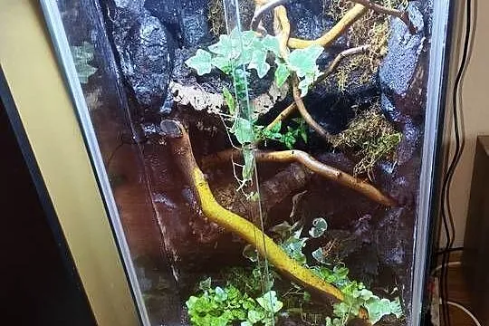 Piękne terrarium 45x45x80 bioaktywne, Podlaskie, Białystok