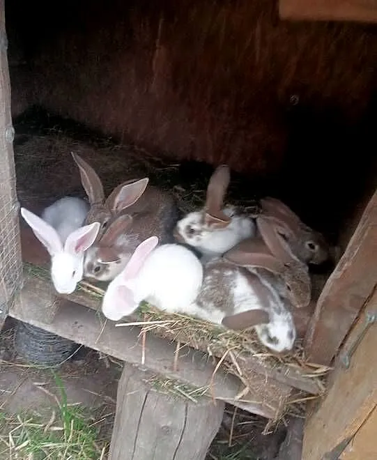 Młode króliki, Pomorskie, Szemudzka Huta