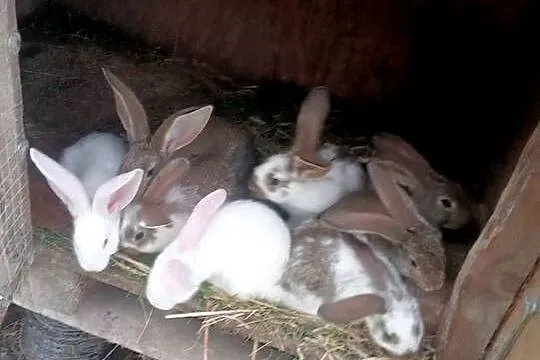 Młode króliki, Pomorskie, Szemudzka Huta