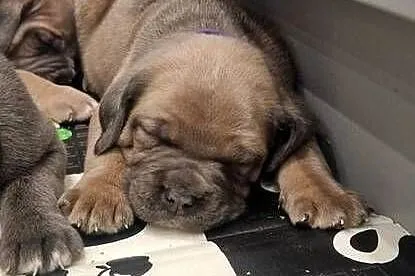 Cane Corso rodowodowe, Lubelskie, Bychawa