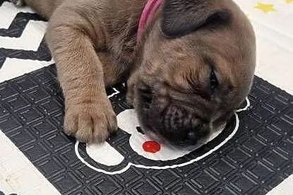 Cane Corso rodowodowe, Lubelskie, Bychawa