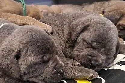Cane Corso rodowodowe, Lubelskie, Bychawa
