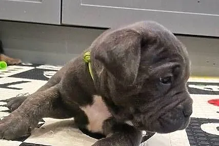 Cane Corso rodowodowe, Lubelskie, Bychawa