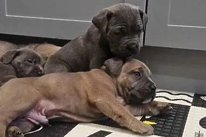 Cane Corso rodowodowe, Lubelskie, Bychawa