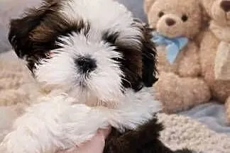 Shih tzu piesek
