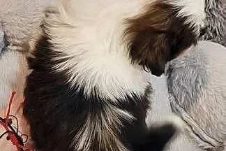 Shih tzu piesek, Łódzkie, Mokrsko