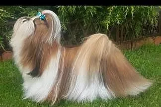 Shih tzu piesek, Łódzkie, Mokrsko