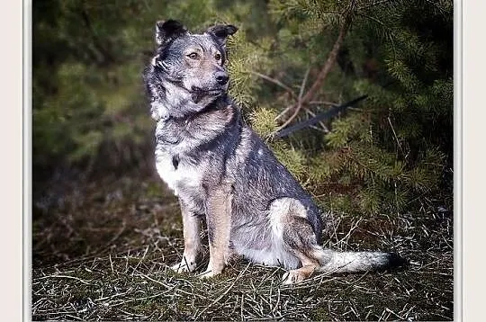 MIKI,1,5roku,młody,średni,łagodny,wilczasty,szczepiony piesek.ADOPCJA, , Wrocław