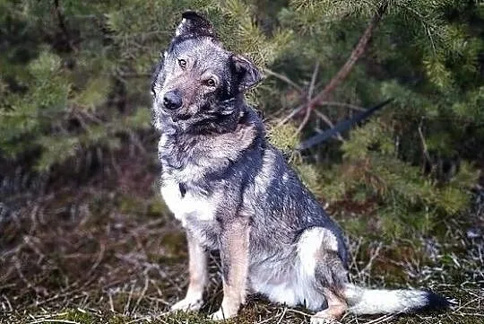 MIKI,1,5roku,młody,średni,łagodny,wilczasty,szczepiony piesek.ADOPCJA, , Wrocław