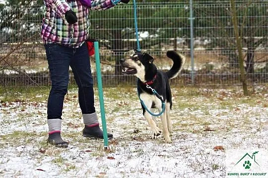 Inteligentny Reks, wesoły pies po szkoleniach, ado