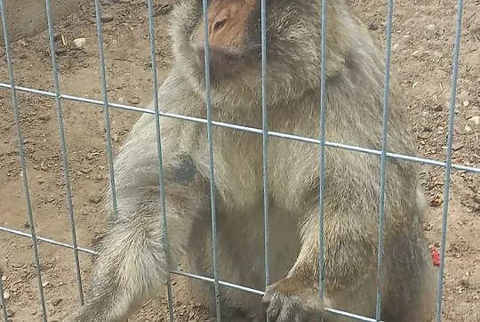Makak Magota rodzice i młoda samiczka zmienią dom, Podlaskie, Białystok