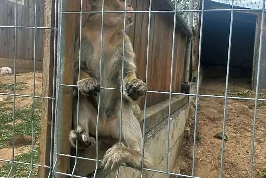 Makak Magota rodzice i młoda samiczka zmienią dom, Podlaskie, Białystok