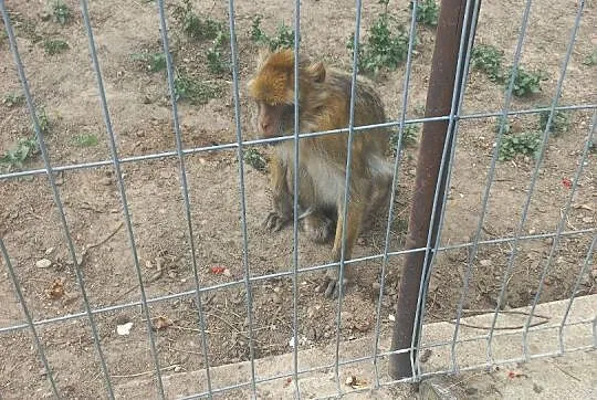 Makak Magota rodzice i młoda samiczka zmienią dom, Podlaskie, Białystok