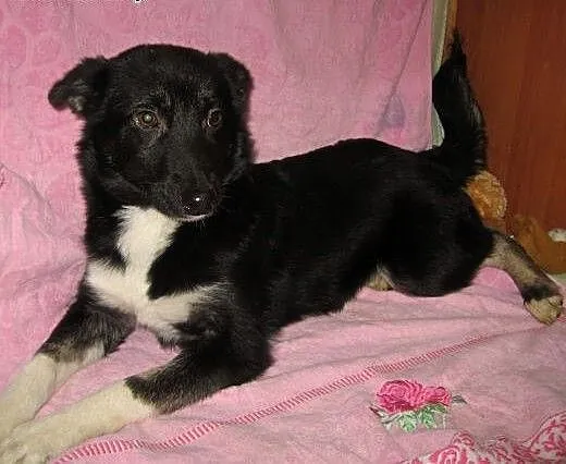 Trzy sunie po mamie husky,adopcja!!!, świętokrzys