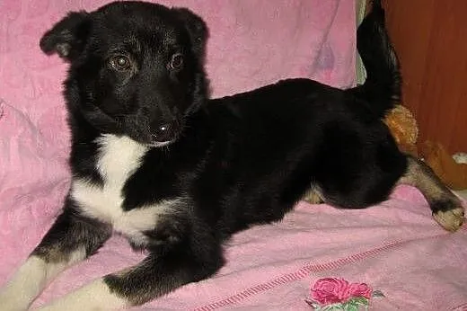 Trzy sunie po mamie husky,adopcja!!!,  świętokrzys