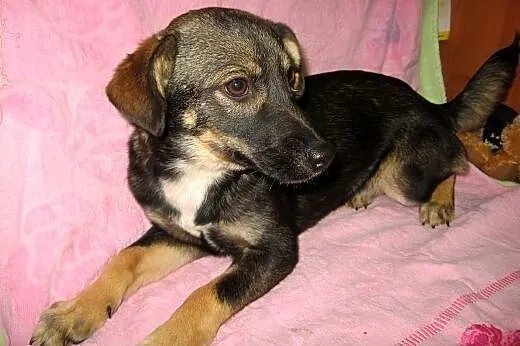 Trzy sunie po mamie husky,adopcja!!!,  świętokrzys