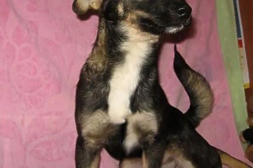 Trzy sunie po mamie husky,adopcja!!!,  świętokrzys