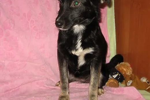 Trzy sunie po mamie husky,adopcja!!!,  świętokrzys