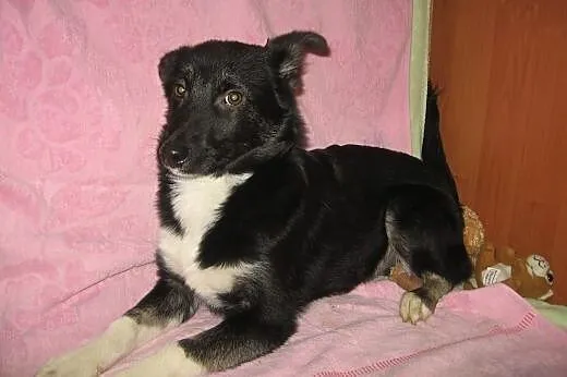 Trzy sunie po mamie husky,adopcja!!!,  świętokrzys