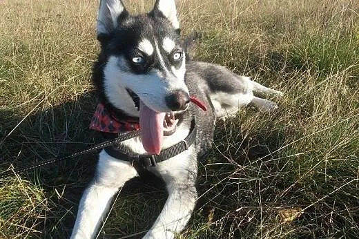 Trzy sunie po mamie husky,adopcja!!!,  świętokrzys