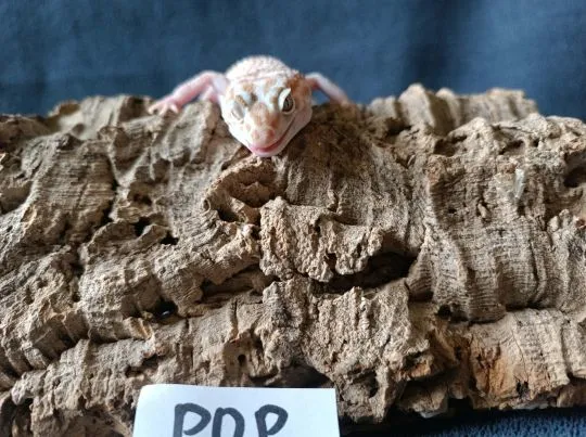 Gekon lamparci Id : [P0P] Więcej informacji w opisie, , Mława