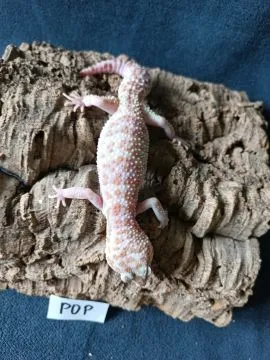 Gekon lamparci Id : [P0P] Więcej informacji w opisie, , Mława