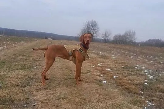 Wyżel Wegierski -Vizsla/Szczeniaki, Małopolskie, Biadoliny Radłowskie