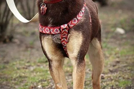Tobi, młody psiak,  mazowieckie Warszawa