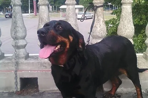 HARFA sunia z rodowodem szuka odpowiedzialnego domku!!!,  dolnośląskie Wrocław