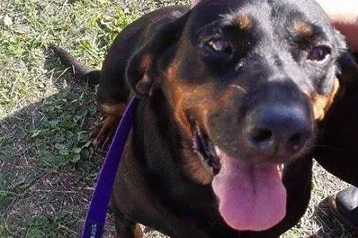 HARFA sunia z rodowodem szuka odpowiedzialnego dom