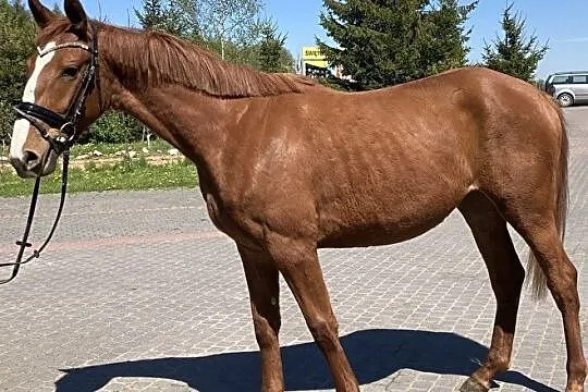 Klacz o przemiłym uosobieniu, , 